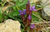 Early Gentian