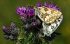 Marbled Whites