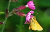 Large Skipper