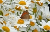 Meadow Brown