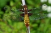 Broad Bodied Chaser (female)