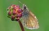 Dingy Skipper