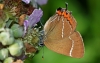 White Letter Hairstreak