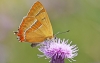 Brown Hairstreak