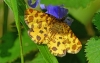 Speckled Yellow Moth