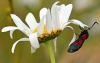 Five Spot Burnet Moth