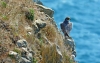 Peregrine Falcon