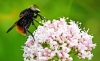 Red Tailed Bumblebee