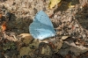 Holly Blue