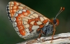 Marsh Fritillary