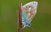 Common Blue