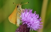 Essex Skipper