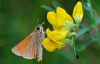 Small Skipper