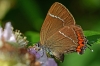 White Letter Hairstreak