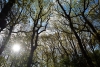 Duncliffe Wood