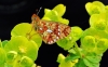 Pearl Bordered Fritillary