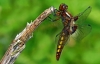 Broad Bodied Chaser (female)