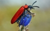 Black Headed Cardinal Beetle