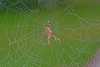 Garden Spider