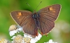 Brown Hairstreak