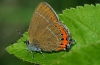 Black Hairstreak