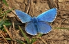 Adonis Blue