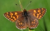 Duke Of Burgundy