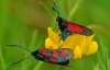 Five Spot Burnet Moths