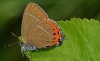 Black Hairstreak