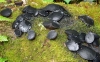 Batchelors Buttons (Bulgaria inquinans)