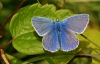 Common Blue