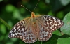 Silver Washed Fritillary (valesina)