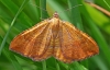 Speckled Yellow Moth