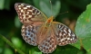 Silver Washed Fritillary (valesina)