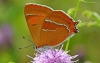 Brown Hairstreak