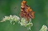 Comma