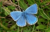 Adonis Blue