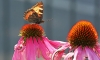 Small Tortoisehell
