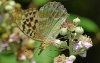 Silver Washed Fritillary (valesina)