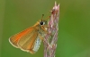 Essex Skipper