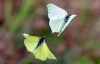 Courting Brimstone's
