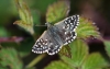 Grizzled Skipper
