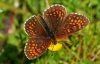 Heath Fritillary