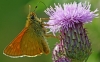 Large Skipper