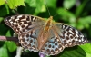 Silver Washed Fritillary (valesina)