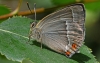 Purple Hairstreak