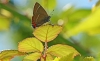 White Letter Hairstreak