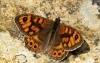 Wall Brown