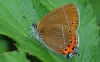 Black Hairstreak