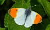Orange Tip
